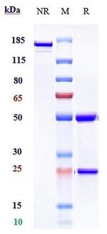 CD40 (Dacetuzumab Biosimilar) Antibody in SDS-PAGE (SDS-PAGE)