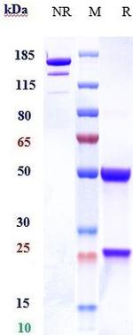 CD46 (Biosimilar) Antibody in SDS-PAGE (SDS-PAGE)
