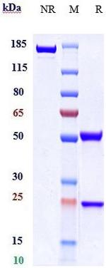 CD47 Biosimilar Recombinant Human Monoclonal Antibody