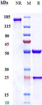 Labetuzumab Humanized Antibody in SDS-PAGE (SDS-PAGE)