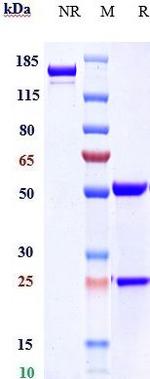 Claudin 6 (Biosimilar) Antibody in SDS-PAGE (SDS-PAGE)