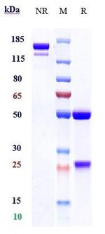 CSF1R (CD115) (Cabiralizumab Biosimilar) Antibody in SDS-PAGE (SDS-PAGE)
