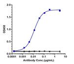 DLL4/VEGF (Navicixizumab Biosimilar) Recombinant Humanized mouse Monoclonal Antibody