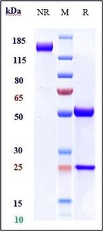 DLL4/VEGF (Navicixizumab Biosimilar) Antibody in SDS-PAGE (SDS-PAGE)
