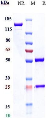 DR6 (Biosimilar) Recombinant Human Monoclonal Antibody