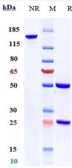 EpCAM (CD326) (Citatuzumab Biosimilar) Antibody in SDS-PAGE (SDS-PAGE)