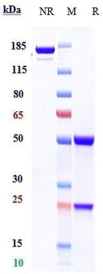 EpoR (Biosimilar) Recombinant Human Monoclonal Antibody