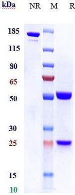FGF19 Biosimilar Recombinant Human Monoclonal Antibody