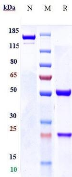 FGFR3 (Biosimilar) Recombinant Human Monoclonal Antibody