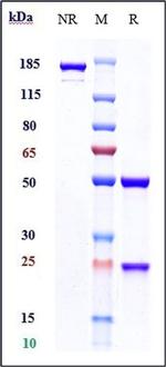 FGFR3 (Vofatamab Biosimilar) Antibody in SDS-PAGE (SDS-PAGE)