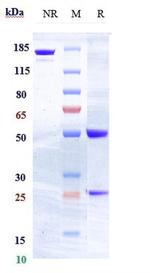 FLT3 (CD135) Biosimilar Recombinant Human Monoclonal Antibody