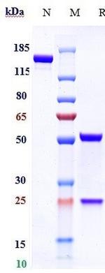 Volagidemab Recombinant Human Monoclonal Antibody