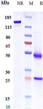 LGR5 (Biosimilar) Recombinant Humanized mouse Monoclonal Antibody