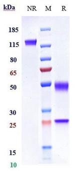 Rilotumumab Antibody in SDS-PAGE (SDS-PAGE)