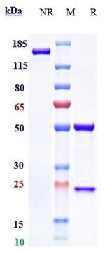 Emibetuzumab Humanized Antibody in SDS-PAGE (SDS-PAGE)