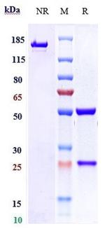 Vopratelimab Humanized Antibody in SDS-PAGE (SDS-PAGE)