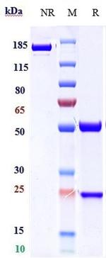 ICOS (CD278) (Feladilimab Biosimilar) Antibody in SDS-PAGE (SDS-PAGE)