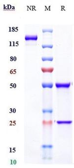 IFN alpha (Sifalimumab Biosimilar) Antibody in SDS-PAGE (SDS-PAGE)