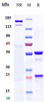 IGF1/IGF2 (Xentuzumab Biosimilar) Antibody in SDS-PAGE (SDS-PAGE)