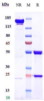 Teprotumumab Antibody in SDS-PAGE (SDS-PAGE)