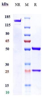 IL13RA2 Biosimilar Antibody in SDS-PAGE (SDS-PAGE)