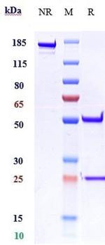 Imsidolimab Humanized Recombinant Human Monoclonal Antibody