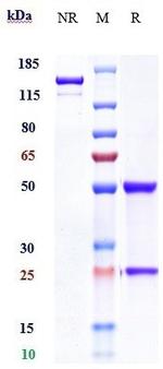 IL20RA Biosimilar Recombinant Human Monoclonal Antibody