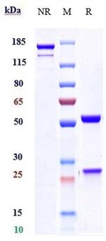 IL-23 p19 (Guselkumab Biosimilar) Antibody in SDS-PAGE (SDS-PAGE)