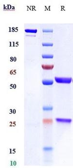 IL-4 (Pascolizumab Biosimilar) Recombinant Humanized mouse Monoclonal Antibody