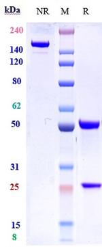CD127 (Lusvertikimab Biosimilar) Antibody in SDS-PAGE (SDS-PAGE)