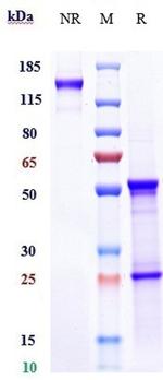 IL-8 (Biosimilar) Antibody in SDS-PAGE (SDS-PAGE)