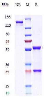 Enokizumab Humanized Recombinant Human Monoclonal Antibody
