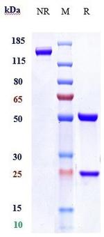 Relatlimab Antibody in SDS-PAGE (SDS-PAGE)