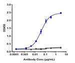 LOXL2 (Simtuzumab Biosimilar) Recombinant Humanized mouse Monoclonal Antibody