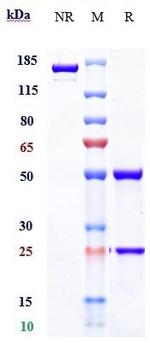 LOXL2 (Simtuzumab Biosimilar) Antibody in SDS-PAGE (SDS-PAGE)