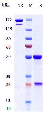 Narsoplimab Antibody in SDS-PAGE (SDS-PAGE)