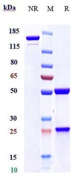 Mesothelin (Amatuximab Biosimilar) Antibody in SDS-PAGE (SDS-PAGE)