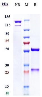 Mesothelin (Anetumab Biosimilar) Antibody in SDS-PAGE (SDS-PAGE)