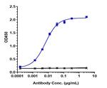 Andecaliximab Humanized Recombinant Human Monoclonal Antibody