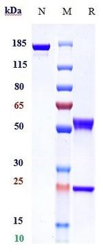 MMP-9 (Andecaliximab Biosimilar) Antibody in SDS-PAGE (SDS-PAGE)