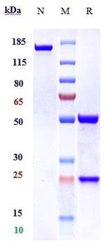 Oregovomab Recombinant Human Monoclonal Antibody