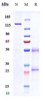 Fulranumab Recombinant Human Monoclonal Antibody