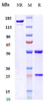 Ozanezumab Humanized Recombinant Human Monoclonal Antibody