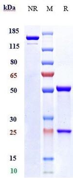 Vesencumab Recombinant Human Monoclonal Antibody