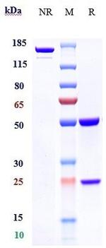 Oxelumab Recombinant Human Monoclonal Antibody