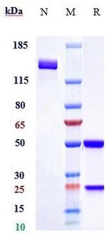 PLA2 Humanized Biosimilar Recombinant Human Monoclonal Antibody