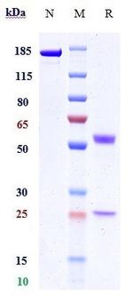 Bivastat Recombinant Human Monoclonal Antibody