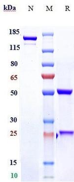 Rosmantuzumab Humanized Recombinant Human Monoclonal Antibody