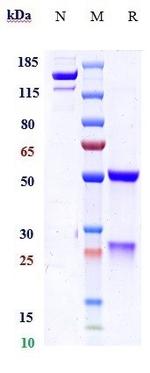 Setrusumab Recombinant Human Monoclonal Antibody