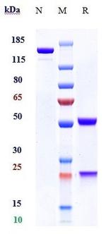 CD100 (SEMA4D) (Pepinemab Biosimilar) Antibody in SDS-PAGE (SDS-PAGE)